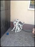 husky-img_0199-jpg