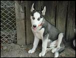 husky-dsc08337-jpg