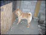 OFER LA MONTA MASCUL SHAR-PEI!-p1070741-jpg