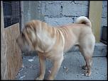 OFER LA MONTA MASCUL SHAR-PEI!-p1070744-jpg