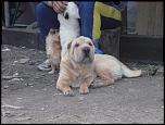 OFER LA MONTA MASCUL SHAR-PEI!-p1070723-jpg