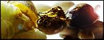 D90 vs. D3100-hungry_turtle_by_maricadc-d4nhk6r-jpg