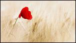 Poza zilei-red_poppy_golden_wheat_field-wallpaper-2400x1350-jpg