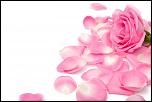 Poza zilei-pink_rose_petals-jpg