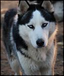 Pierdut (furat) caine Husky siberian-img_4737-jpg