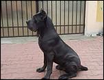 Pierdut Cane Corso in Brazda - RECOMPENSA MARE!!-figo-jpg