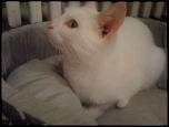 Adopt pisic Albastru de Rusia-644228_461868983879821_1489683809_n-jpg