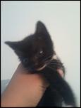 Adopt pisic/pisica-2013-06-04-20-35-11-jpg