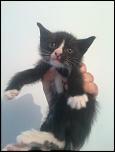 Adopt pisic/pisica-2013-06-04-20-34-51-jpg