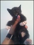 Adopt pisic/pisica-2013-06-04-20-36-34-jpg