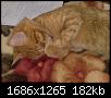 Poze cu pisicul vostru-17052009003-jpg