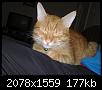 Poze cu pisicul vostru-18022009001-jpg