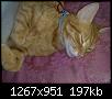 Poze cu pisicul vostru-18052009012-jpg