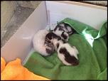 3 pui de pisică într-o ghenă de gunoi-imageuploadedbytapatalk1437311962-585233-jpg