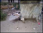 3 pui de pisică într-o ghenă de gunoi-imageuploadedbytapatalk1437311980-251019-jpg