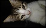 ofer pt adoptie 2 pisici-20160703_211743-jpg