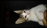 ofer pt adoptie 2 pisici-20160703_211801-jpg