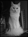 Adoptie angora turceasca-dsc00089-1600x1200-jpg