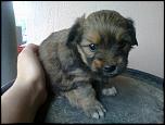 Vand Pui Bichon IEFTIN !-20052012549-jpg