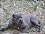 VAND CATELUSE CANE CORSO-dsc00346-jpg
