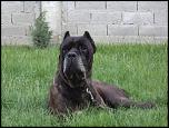 VAND CATELUSE CANE CORSO-dsc00432-jpg