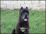 VAND CATELUSE CANE CORSO-dsc00433-jpg