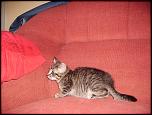 spre adoptie pui pisic-img_1647-jpg