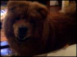 Pui de Chow Chow-393796_2795662843310_1010612559_2797807_1520636882_n-jpg
