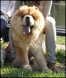 Pui de Chow Chow-herculane-018-1-jpg