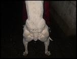 vand caine ogar bun si ieftin-dscn4256-jpg