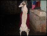 vand caine ogar bun si ieftin-dscn4259-jpg