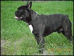 BULLDOG FRANCEZ MONTA-CAUT FETITA BULLDOG FRANCEZ PENTRU MONTA-dscn0099-jpg