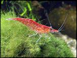 Vand creveti de acvariu-cherry-shrimp-jpg