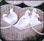 Porumbei nunta si evenimente festive-white-dove-release-gretna-jpg
