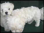 VAND BICHON MALTEZ-img_0340-jpg