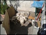 Vand pui ciobanesc mioritic-2013-09-21-11-18-39-jpg