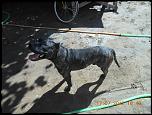 pui pitbull-dscn0777-jpg