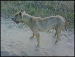 vand catea pitbul-img00869-jpg