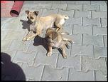 cateluse chihuahua-fotografie0127-jpg