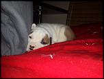 vand mascul amstaff DEOSEBIT-20131017_120402-jpg