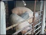 Vand porci-20131121_155738-jpg