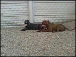 vand pui pitbull 3 luni  merita-1010659_490448141033232_1679428620_n-jpg