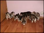 Vand pui Husky Siberian-hpim0986-jpg