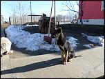 vand catelusa ciobanesc german-sam_0327-jpg