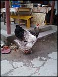 vand 2 gaini si 2 cocosi brahma-copy-copy-picture-030-jpg