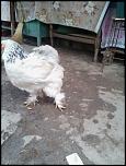 vand 2 gaini si 2 cocosi brahma-copy-3-picture-035-jpg