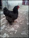 vand 2 gaini si 2 cocosi brahma-copy-2-picture-032-jpg