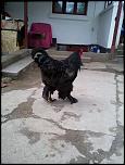 vand 2 gaini si 2 cocosi brahma-copy-2-picture-034-jpg