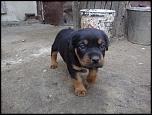 Vand 4 cateluse Rottweiler-dsc06941-jpg