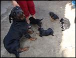 Vand 4 cateluse Rottweiler-dsc06926-jpg